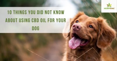 10 things you did not know about using CBD oil for your dog