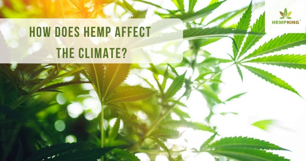 How Does Hemp Affect The Climate? - Blog HempKing