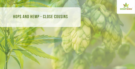 Close cousins - Hops and hemp