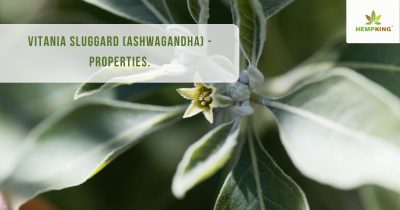 Ashwagandha (Vitania sluggard ) - properties.
