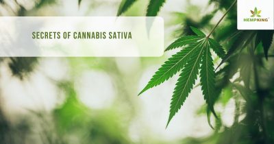 Secrets of Cannabis