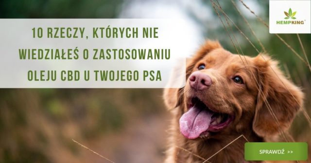 CBD i zwierzęta. 10 rzeczy, których nie wiedziałeś o zastosowaniu oleju CBD u Twojego psa