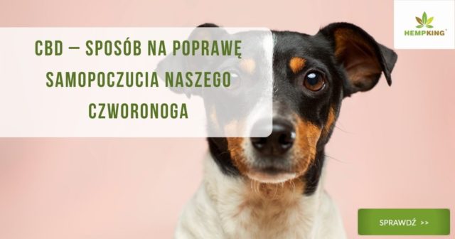 CBD – sposób na poprawę samopoczucia naszego czworonogaCBD – sposób na poprawę samopoczucia naszego czworonoga