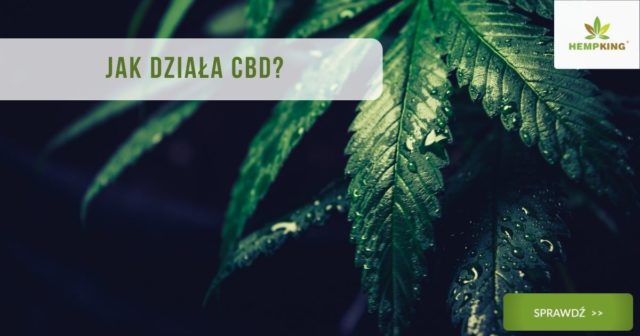 Jak działa cbd?