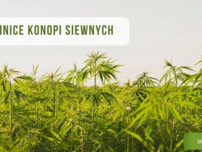 Tajemnice konopi siewnych obrazek wyróżniający