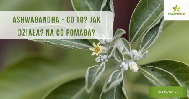 witania ospała (ashwagandha) korzyści zdrowotne