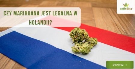 cbd thc marihuana w holandi