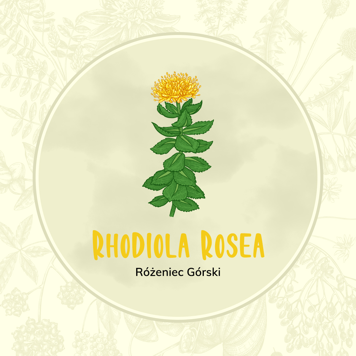 Różeniec górski (Rhodiola rosea L.)
