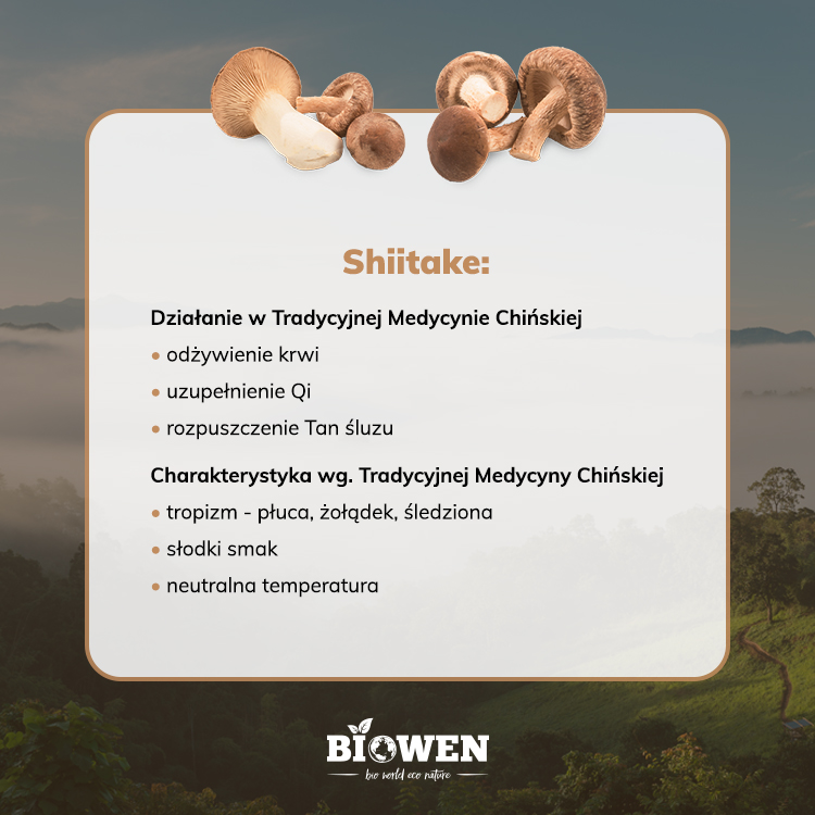 właściwości shiitake