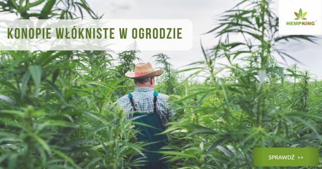 konopie włókniste w ogrodzie