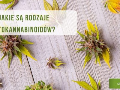 Jakie są rodzaje fitokannabinoidów