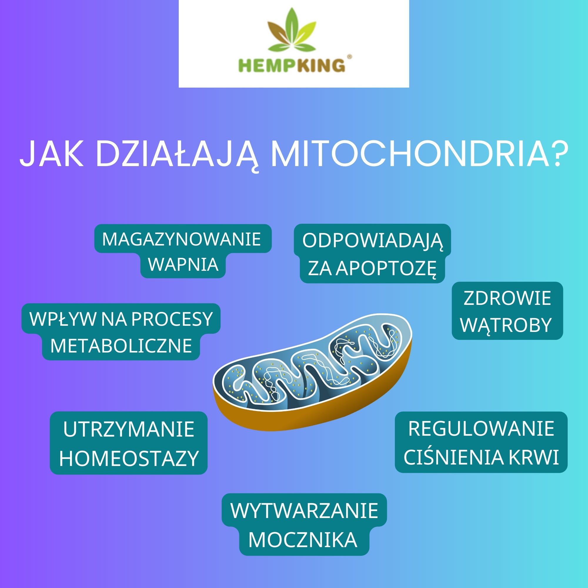 infografika - jak działają mitochondria na organizm 