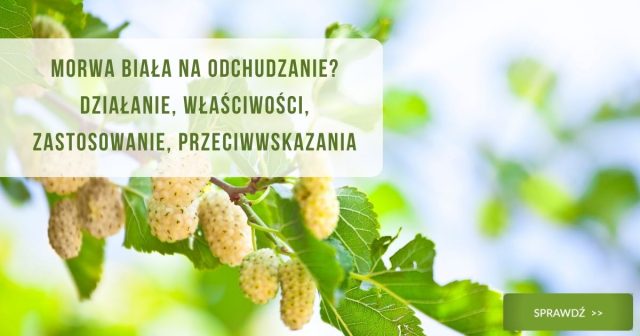 Morwa biała na odchudzanie? Działanie, właściwości, zastosowanie, przeciwwskazania. obrazek wyróżniający