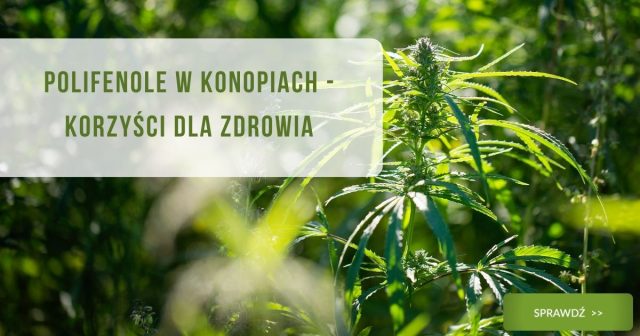 Polifenole w konopiach - korzyści dla zdrowia - obrazek wyróżniajacy