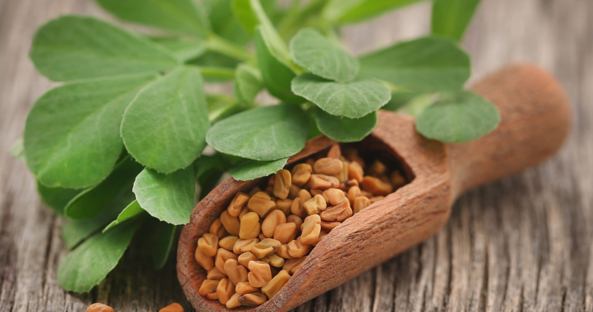 Nasiona i liście kozieradki w drewnianej łyżce na tle rustykalnego stołu.