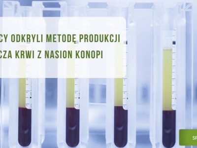 Naukowcy odkryli metodę produkcji osocza krwi z nasion konopi - obrazek wyróżniający