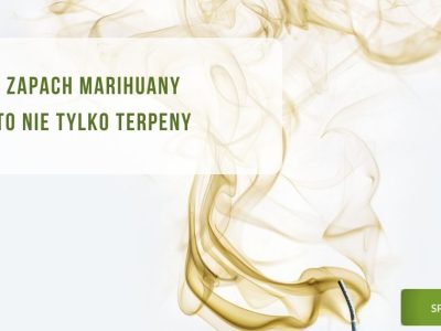 Zapach marihuany to nie tylko terpeny - obrazek wyróżniający