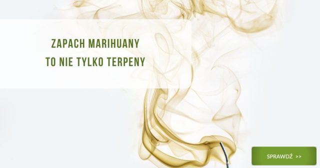 Zapach marihuany to nie tylko terpeny - obrazek wyróżniający