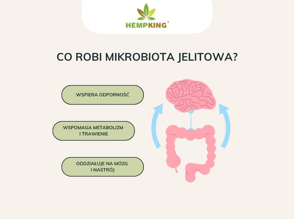Co robi mikrobiota jelitowa - infografika