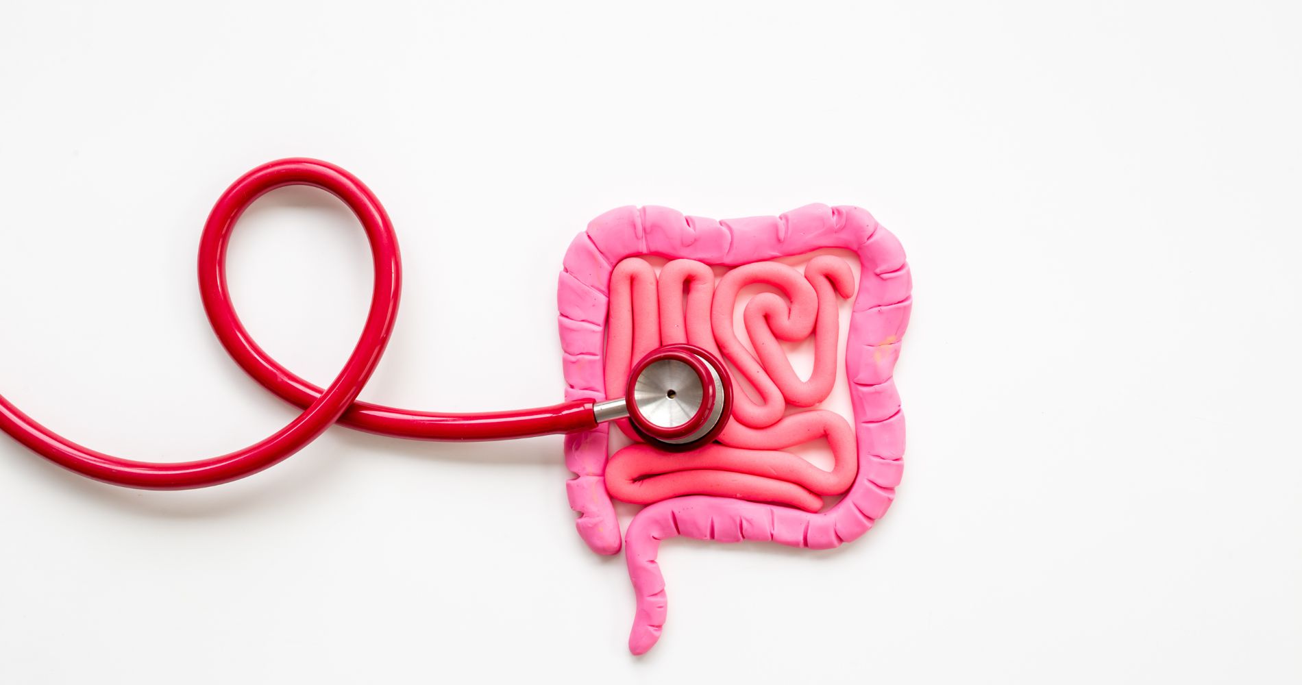 Model jelit i stetoskop – zdrowe jelita jako drugi mózg człowieka.