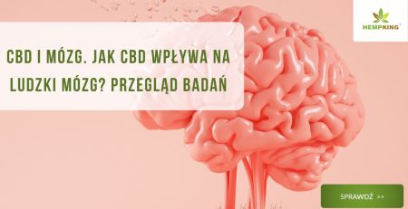 CBD i Mózg. Jak CBD wpływa na ludzki mózg Przegląd badań - obrazek wyróżniający
