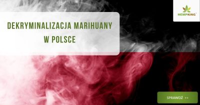 Dekryminalizacja marihuany w polsce - obrazek wyróżniacy