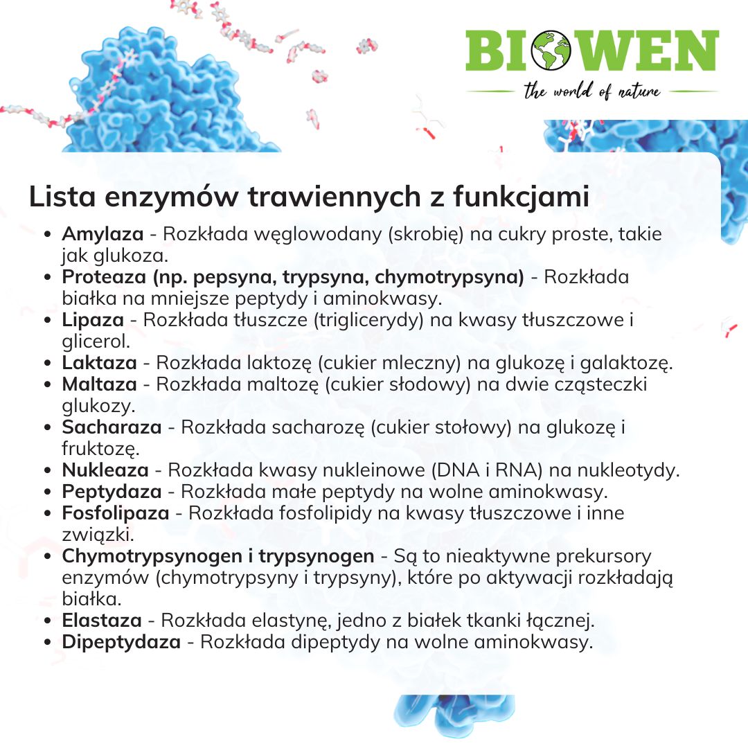 Lista enzymów trawiennych z funkcjami - grafika