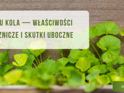 Gotu kola - właściwości lecznicze wąkrotki azjatyckiej i jej skutki uboczne - obrazek wyróżniający