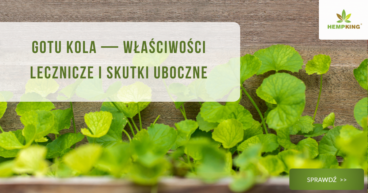 Gotu kola - właściwości lecznicze wąkrotki azjatyckiej i jej skutki uboczne - obrazek wyróżniający