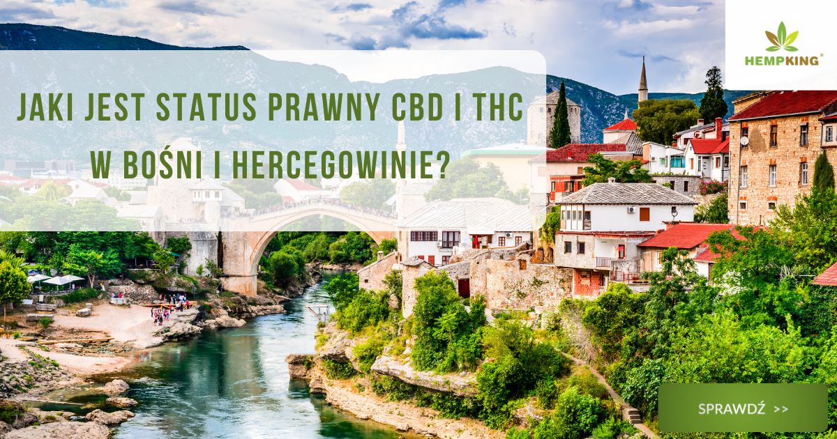 Jaki jest status prawny CBD i THC w Bośni i Hercegowinie? - obrazek wyróżniający