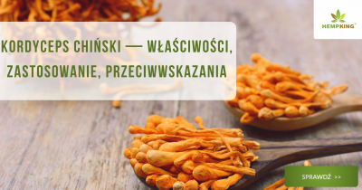 Cordyceps (kordyceps chiński) właściwości, zastosowanie i przeciwwskazania - obrazek wuróżniający