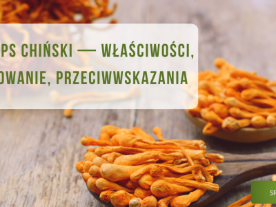 Cordyceps (kordyceps chiński) właściwości, zastosowanie i przeciwwskazania - obrazek wuróżniający