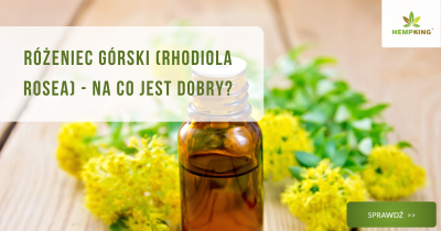 Różeniec górski (rhodiola rosea) na co jest dobry? - obrazek wyróżniający