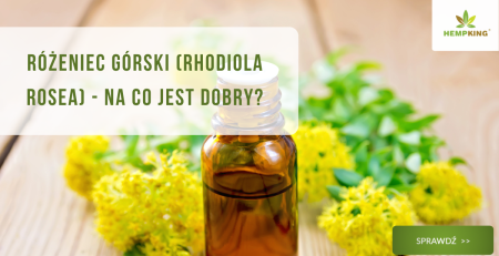 Różeniec górski (rhodiola rosea) na co jest dobry? - obrazek wyróżniający