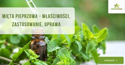 Mięta pieprzowa - właściwości, zastosowanie, uprawa - obrazek wyróżniający