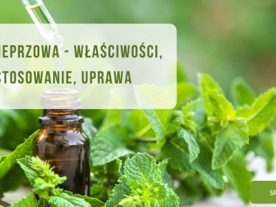 Mięta pieprzowa - właściwości, zastosowanie, uprawa - obrazek wyróżniający