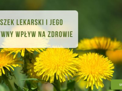 Mniszek lekarski i jego pozytywny wpływ na zdrowie - obrazek wyróżniający