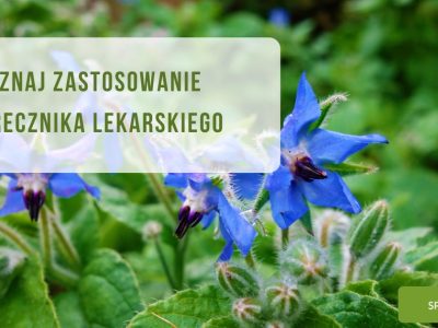 Poznaj zastosowanie Ogórecznika Lekarskiego - obrazek wyróżniający