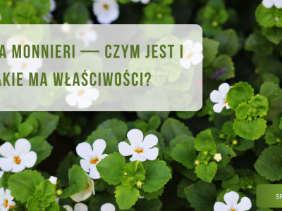 Bacopa monnieri (bakopa drobnolistna) - czym jest i jakie ma właściwości? - obrazek wyróżniający