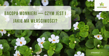 Bacopa monnieri (bakopa drobnolistna) - czym jest i jakie ma właściwości? - obrazek wyróżniający