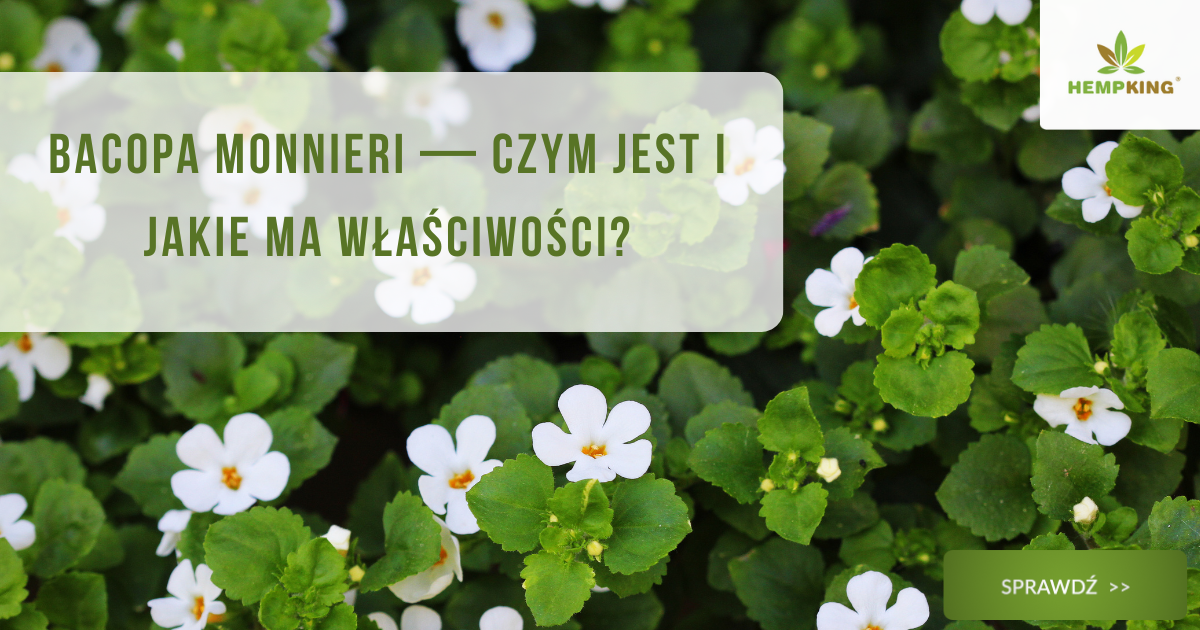 Bacopa monnieri (bakopa drobnolistna) - czym jest i jakie ma właściwości? - obrazek wyróżniający