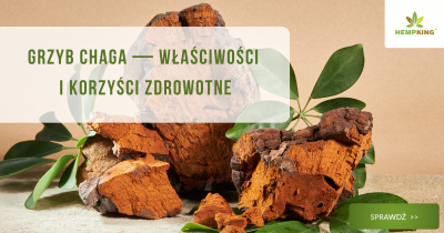 Grzyb chaga (błyskoporek podkorowy) - właściwości i korzyści zdrowotne - obrazek wyróżniający