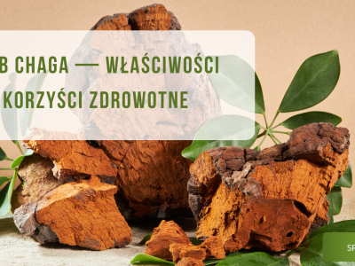 Grzyb chaga (błyskoporek podkorowy) - właściwości i korzyści zdrowotne - obrazek wyróżniający