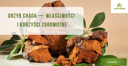 Grzyb chaga (błyskoporek podkorowy) - właściwości i korzyści zdrowotne - obrazek wyróżniający