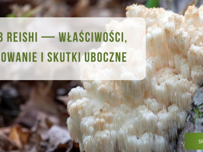 Soplówka jeżowata (lion's mane) właściwości, zastosowanie i działania niepożądane - obrazek wyróżniający