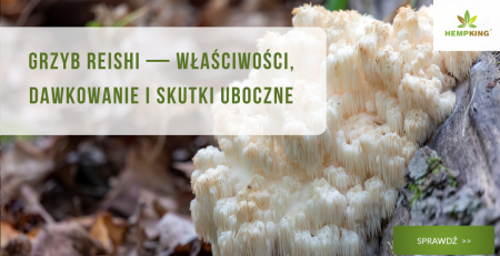 Soplówka jeżowata (lion's mane) właściwości, zastosowanie i działania niepożądane - obrazek wyróżniający