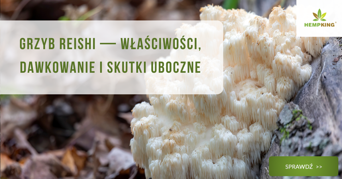 Soplówka jeżowata (lion's mane) właściwości, zastosowanie i działania niepożądane - obrazek wyróżniający