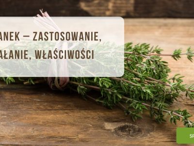 Tymianek – zastosowanie, działanie, właściwości - obrazek wyróżniający