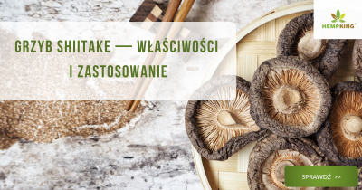 Grzyby shiitake - właściwości i zastosowanie - obrazek wyróżniający