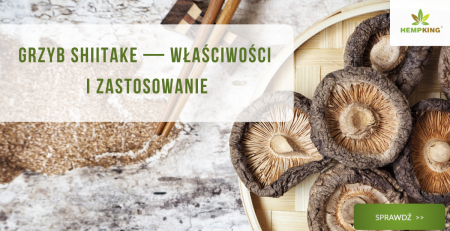 Grzyby shiitake - właściwości i zastosowanie - obrazek wyróżniający